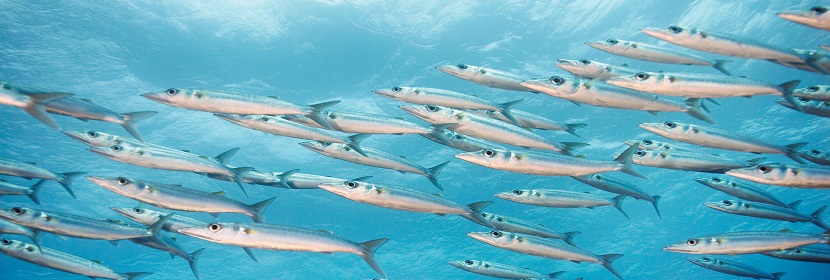 海域生物質量監測